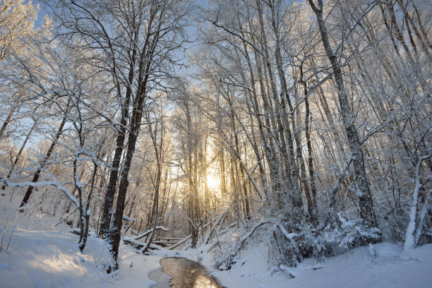istock Small forest stream surrounded by snowcovered trees during winter sunset 909612910
