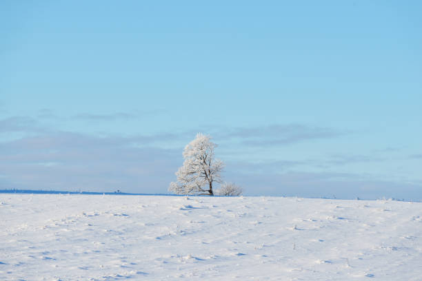 istock Lonely oak tree on a snowcovered winter field 909612954