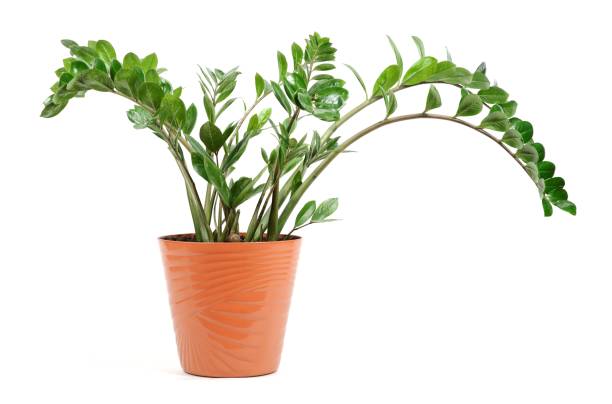 Adornos navideños planta en un bote aislado sobre fondo blanco. - foto de stock