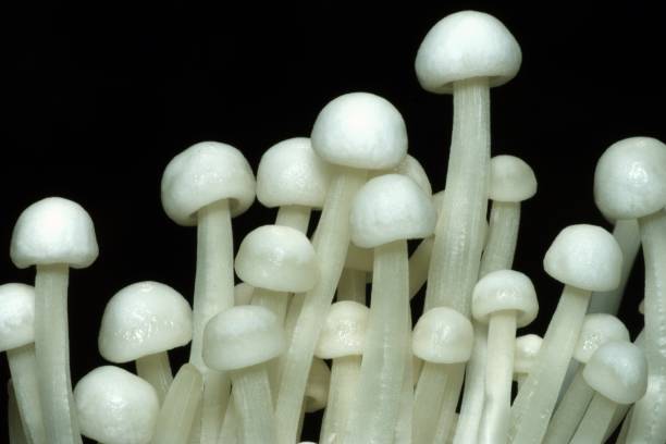 istock Enokitake or golden needle mushroom (black background) 909613848