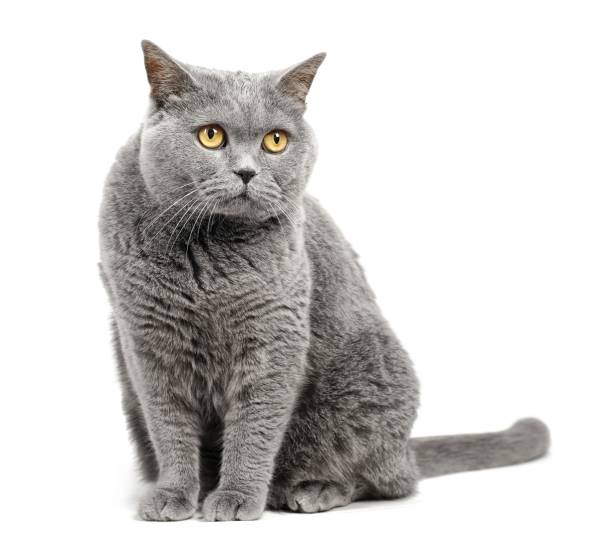 브리티시 쇼트헤어 고양이 흰색 배경에 고립입니다. - blue cat 뉴스 사진 이미지