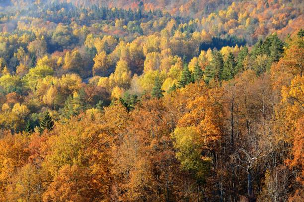 istock Colorful forest hills in fall. Sigulda, Latvia. 909614444