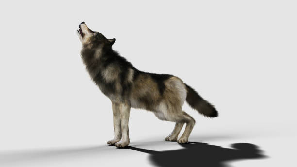 istock Brown and Gray wolf, Canis lupus. 909616904
