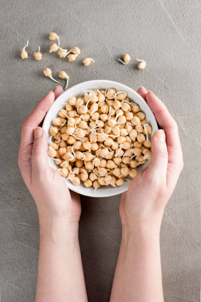 istock Female hands holding the plate with fresh sprouted chickpea 909617714