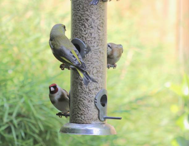 istock Greenfinch & Goldfinches 909617758