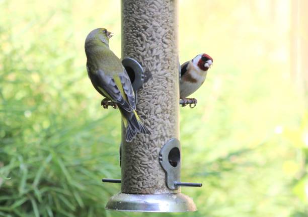 istock Greenfinch & Goldfinch(3) 909617770