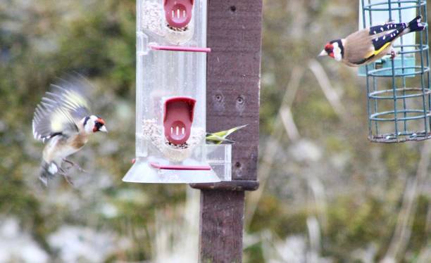 istock Two Goldfinches By The Feeder 909618004