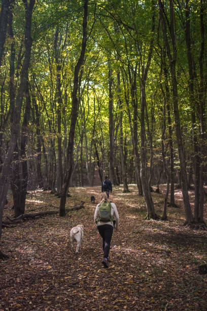 istock People with dogs in the fall forest autumn 909618346