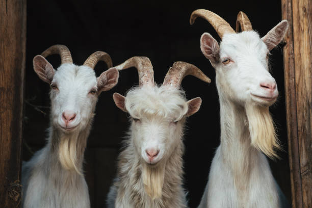 istock White goats in the doorway 909621472