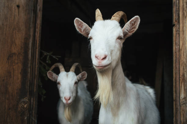 istock Two white goat in the doorway 909621950
