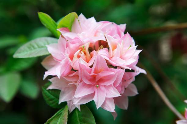 Homebush Rhododendron, azalée Homebush. Arbuste à fleurs roses. - Photo