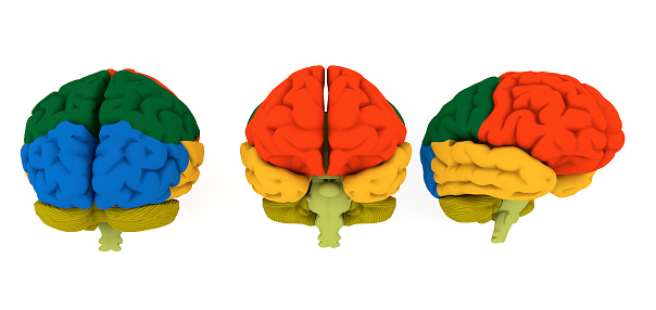 3d render. Brain colord areas