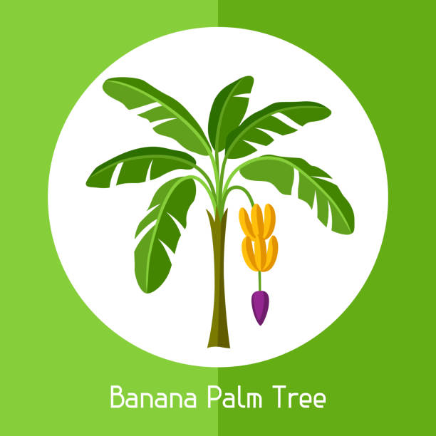 ilustraciones, imágenes clip art, dibujos animados e iconos de stock de árbol de la palma del plátano. ilustración de plantas tropicales exóticas - banana tree