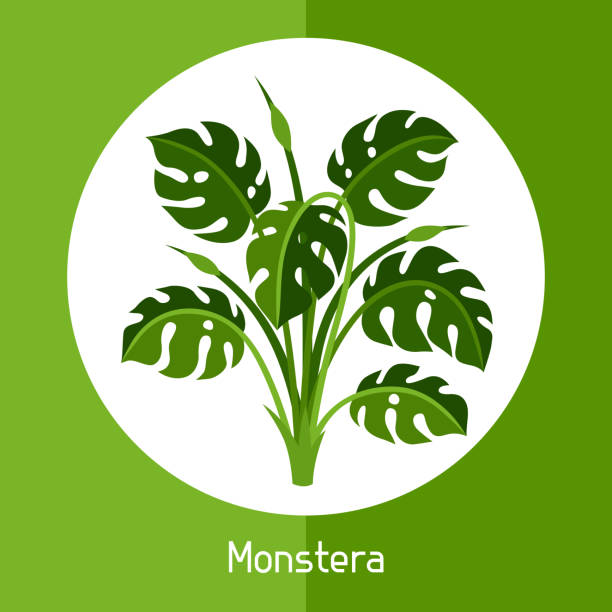 몬스 테라입니다. 이국적인 열 대 식물 또는 부시 그림 - cheese plant leaf tree park stock illustrations
