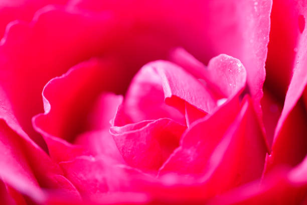 istock Beautiful macro of a pink rose flower 909634576