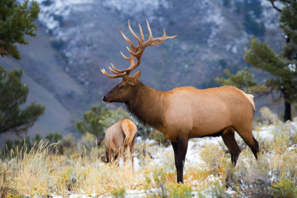 istock Bull Elk in Rut 909635060