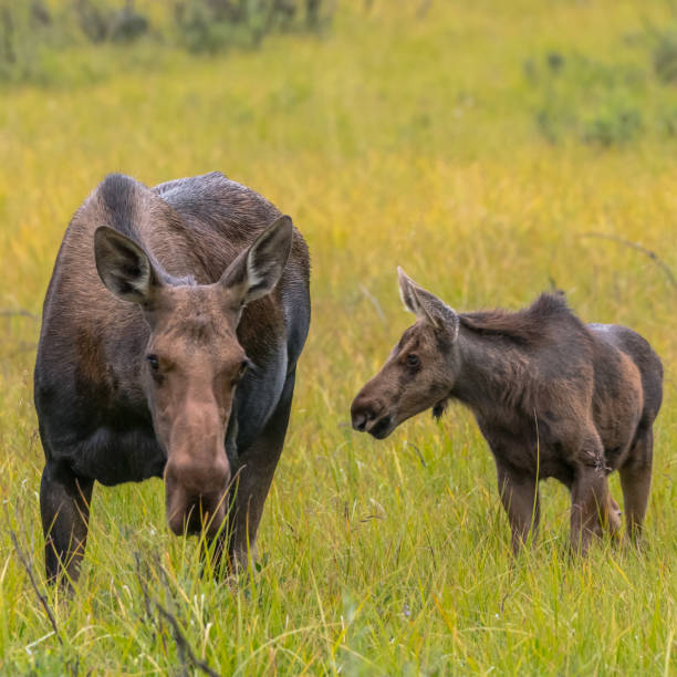 istock Moose Calf and Mother Graze Together 909639110
