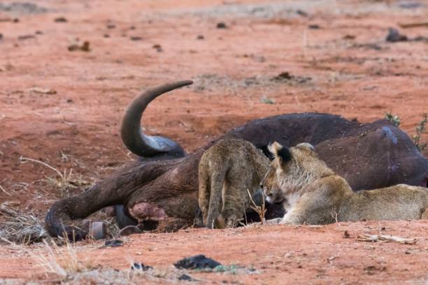 istock Lion cubs around prey killed by mother 909639920