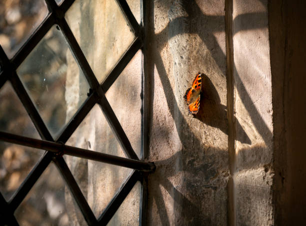 A brightly coloured Small Tortoiseshell butterfly trapped inside a diamond-pattern English church window on a sunny day in springtime.