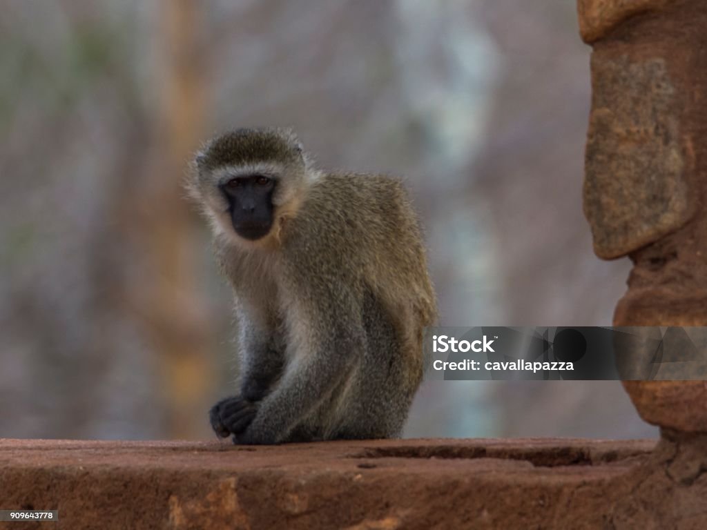 Cercopithecus Rabacus Green Cercopithecus Stock Photo - Download Image Now - Africa, Animal ...