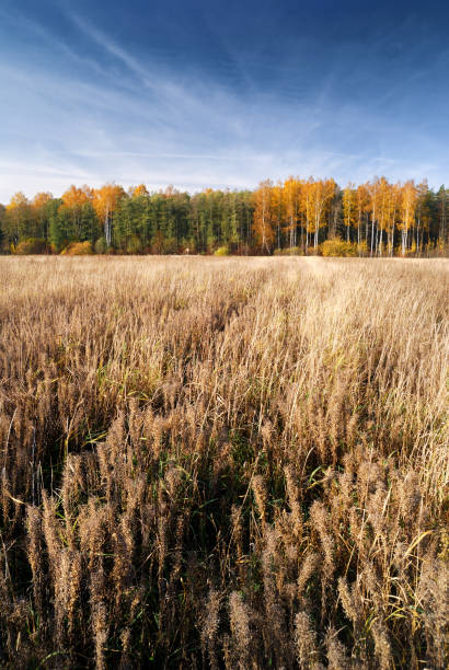 istock Cereal field in fall season. Latvia 909644364
