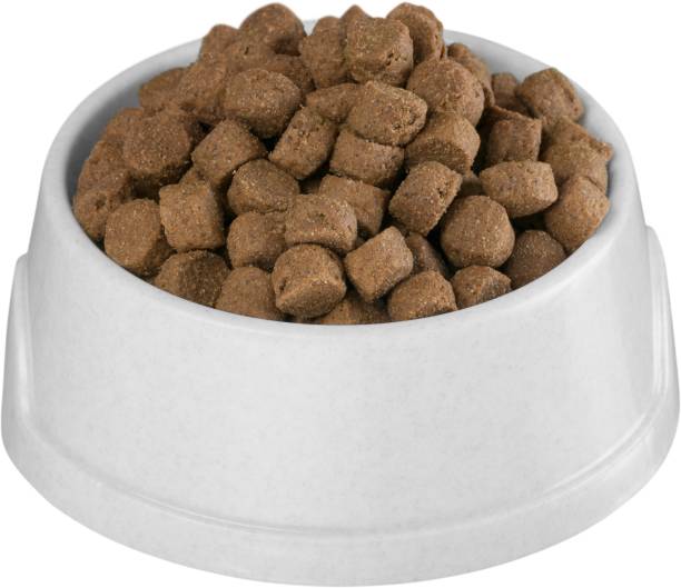 istock Dog food. 909644472