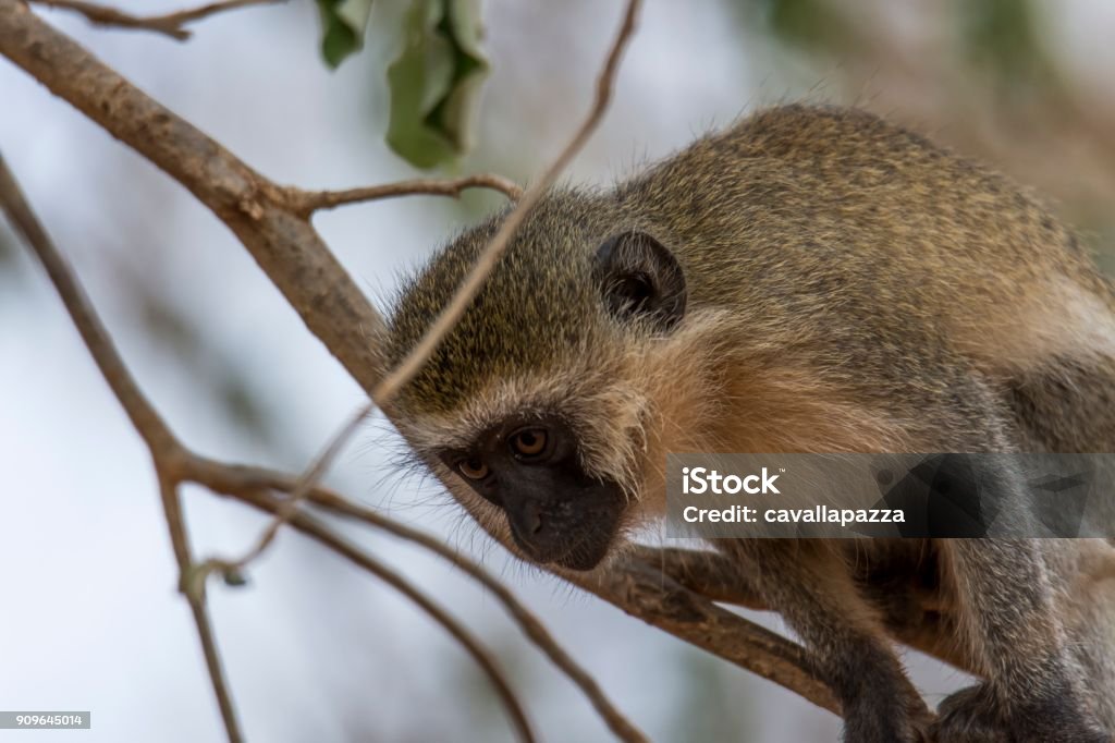 Cercopithecus Rabacus Green Cercopithecus Stock Photo - Download Image Now - Africa, Animal ...