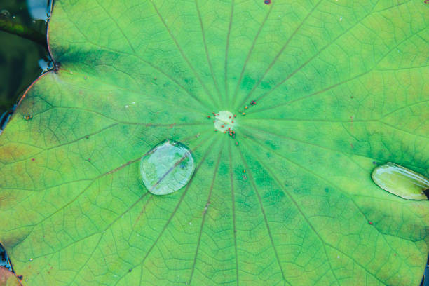 istock lotus leaf with rain water drop green nature background 909645300