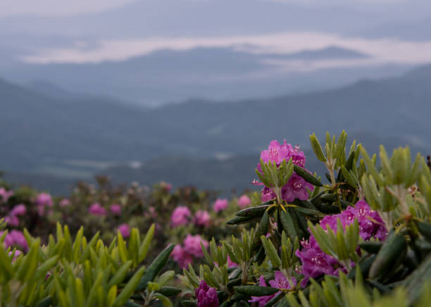 flor de rododendro mojado arriba brumoso valle - blue ridge mountains mountain range north carolina tennessee fotografías e imágenes de stock