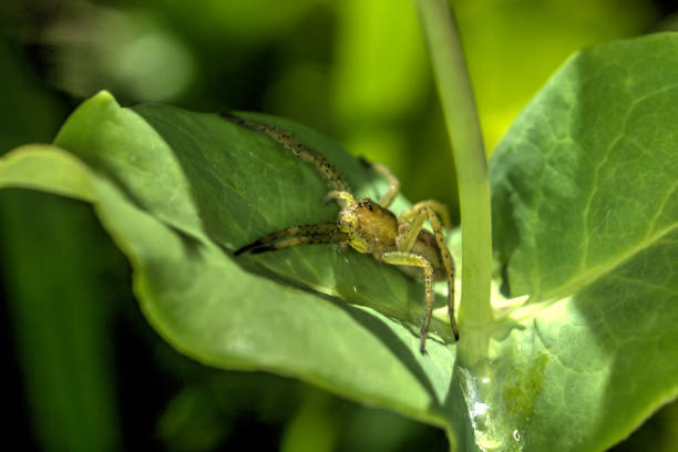 istock Spider. Leaf of a plant. 909651466