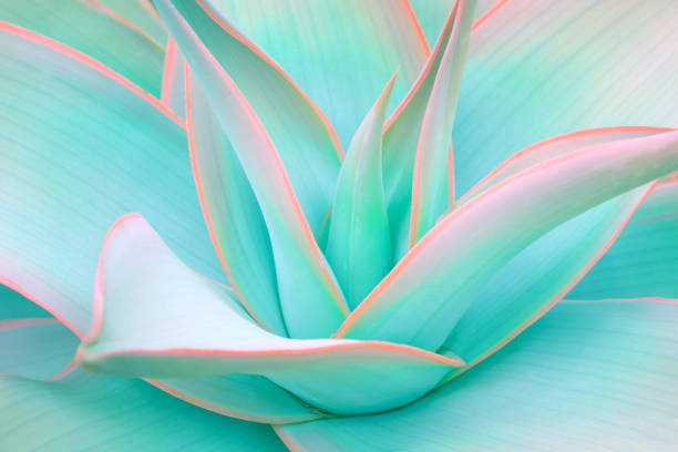agave verlaat in trendy pastel neonkleuren - botanie fotos stockfoto's en -beelden