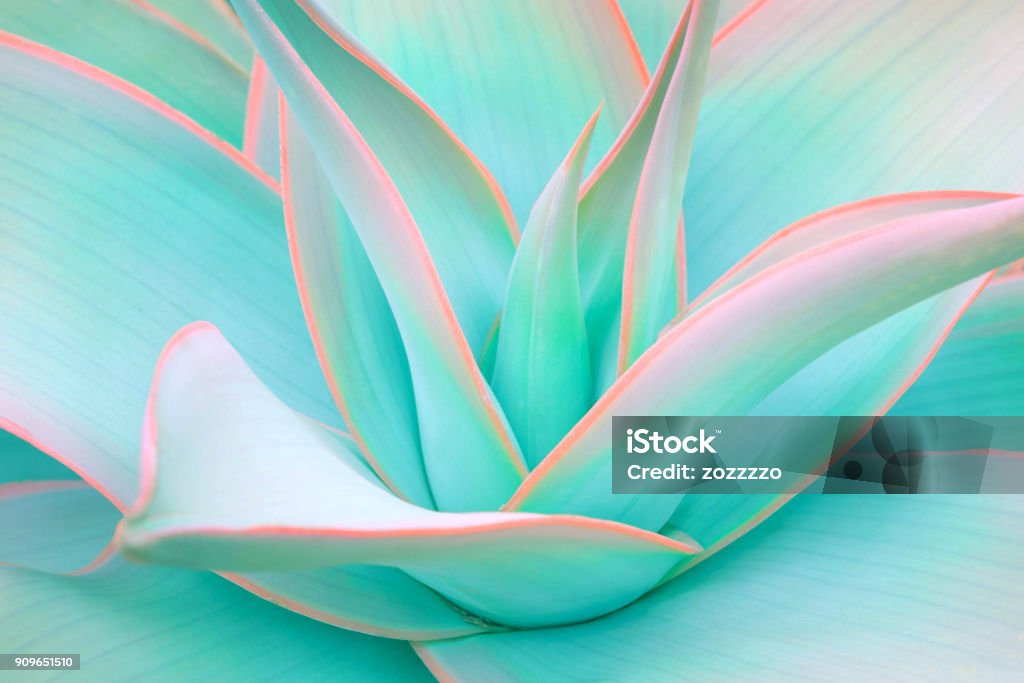 agave leaves in trendy pastel neon colors agave leaves in trendy pastel neon colors for minimal design backgrounds Flower Stock Photo