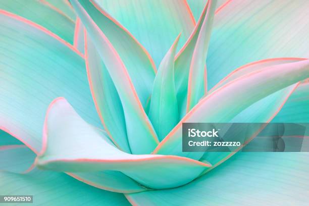 Agave Leaves In Trendy Pastel Neon Colors Stock Photo - Download Image Now - Flower, Nature, Macrophotography