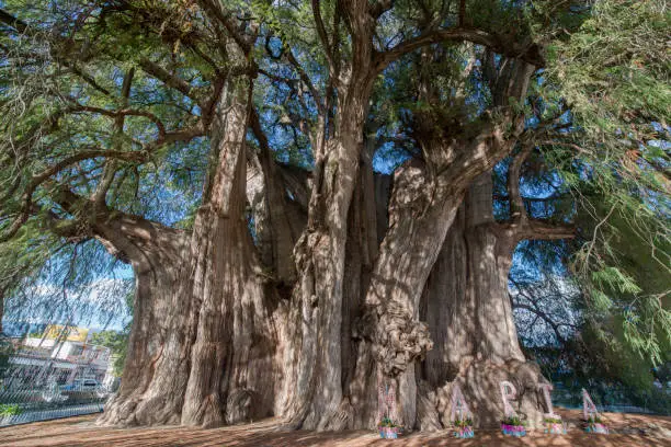 Arbol del tule tree, the thickest tree in the world