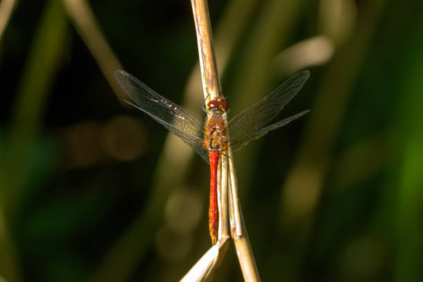 istock Large dragonflies. Summer meadow. 909654658