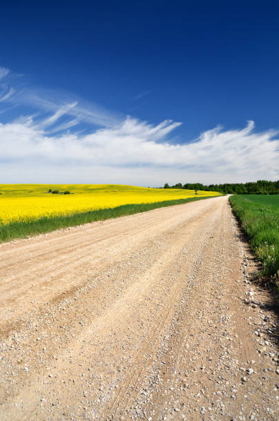 istock countryside road and yellow rapeseed field 909655102