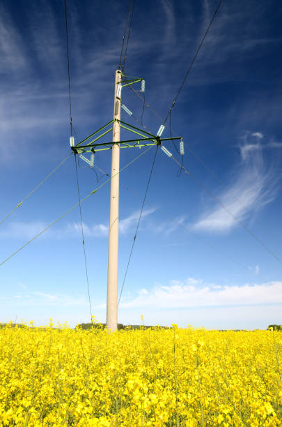 istock yellow rapeseed field and electricity line in Latvia 909655122
