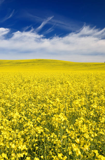 istock yellow rapeseed field in Latvia 909655124