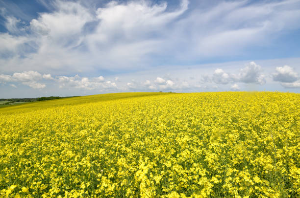 istock yellow rapeseed field in Latvia 909655126