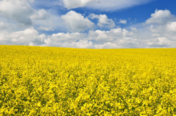 istock yellow rapeseed field in Latvia 909655138