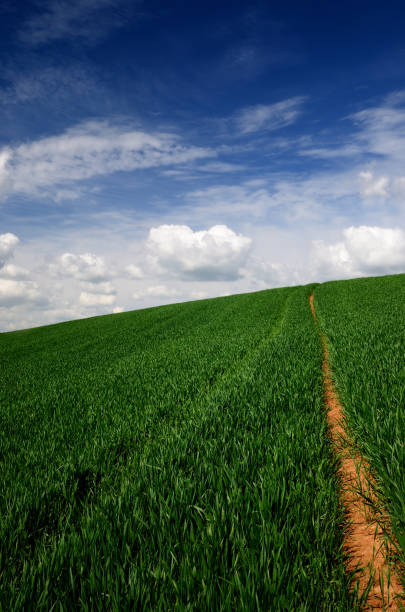 istock classic green field view against blue sky 909655148