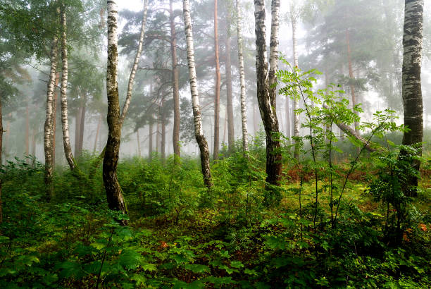 istock a north forest in fog. Latvia 909655174