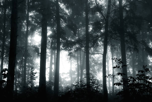 istock A mystical forest with fog and shining behind trees 909655194
