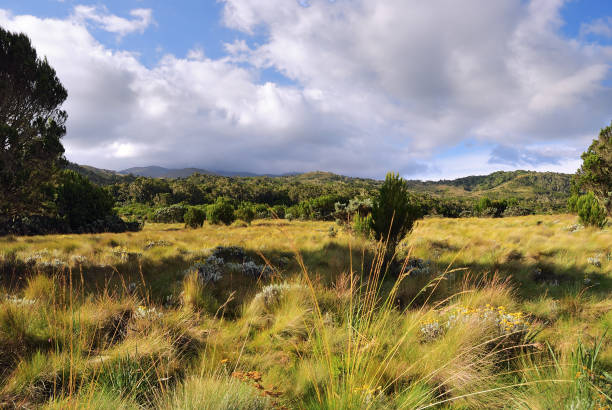 istock Mt Kilimanjaro, Tanzania 909656140