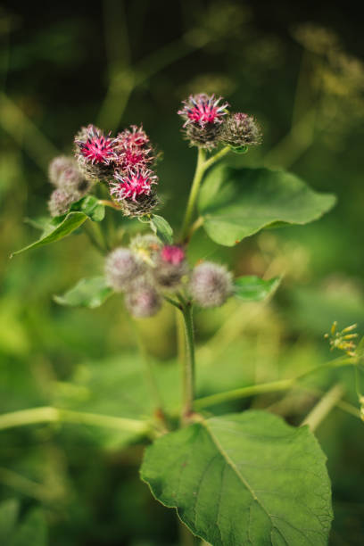 Spiky green flower heads of Common Burdock (Arctium minus) with purple florets beginning to open.