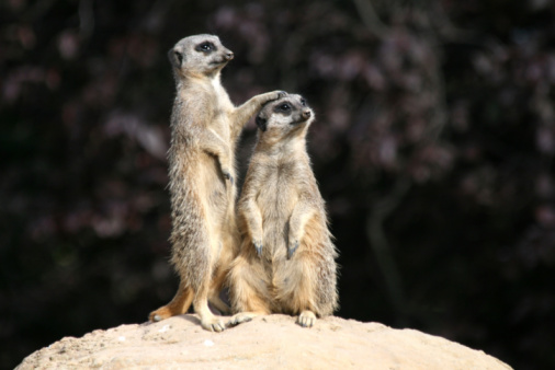 MEERKAT suricata suricatta, ADULTS LOOKING AROUND, SITTING ON ROCK.