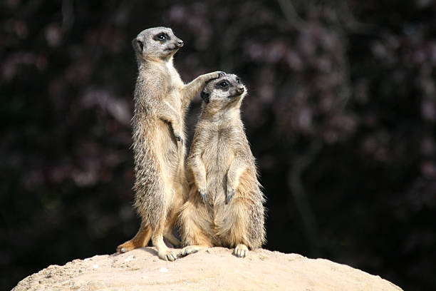 Slender Tailed Meerkats  botswana photos stock pictures, royalty-free photos & images