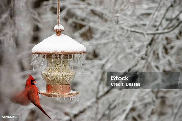 Cardinal En Invierno Foto de stock y más banco de imágenes de Alimentador de pájaros - Alimentador de pájaros, Invierno, Pájaro cardenal