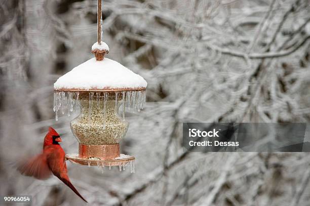 Cardeal No Inverno - Fotografias de stock e mais imagens de Comedouro de pássaro - Comedouro de pássaro, Inverno, Cardeal - Pássaro