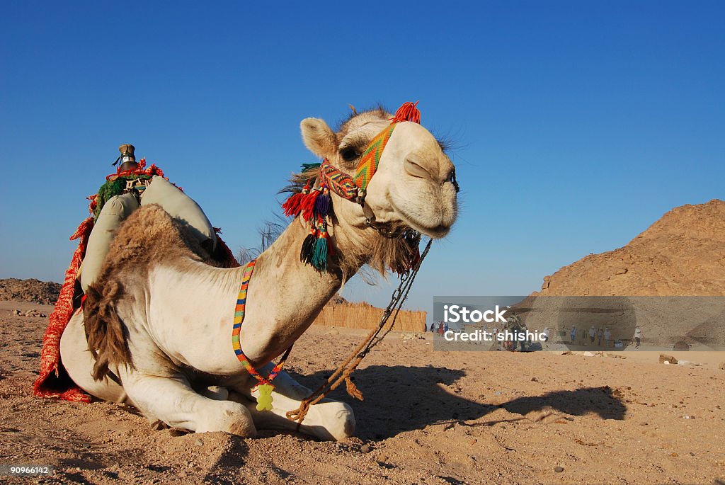 Camelo no Saara - Royalty-free Aldeia Foto de stock